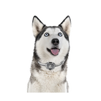 4G Gps Tracker for Dog Locator Waterproof Anti-Lost Device Smart Phone Object Finder Small Alarm Pet Anti-Theft